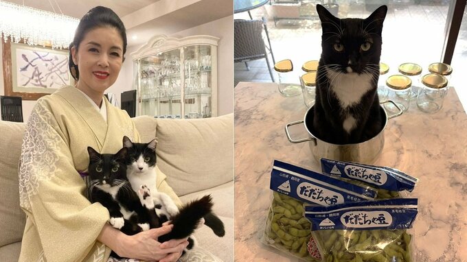 【 ねこ 】藤あや子の愛猫「マル」が〝尾行マン〟〝鍋で正座〟おとぼけマイペースで飼い主メロメロ|TBS NEWS DIG