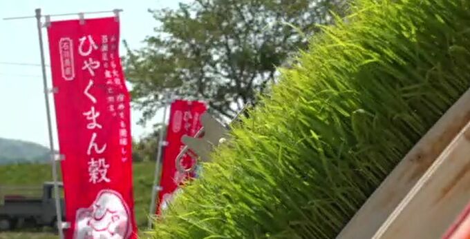  石川県オリジナル米「ひゃくまん穀」田植え最盛期！能登地方の減少分を考慮して生産量1700トン増へ 　|　石川県のニュース｜MRO北陸放送