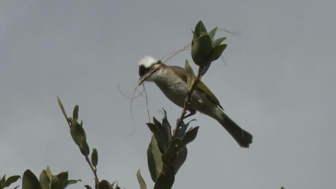 愛鳥週間　民家の庭先でヒヨドリの仲間が巣作り　うるま市|TBS NEWS DIG