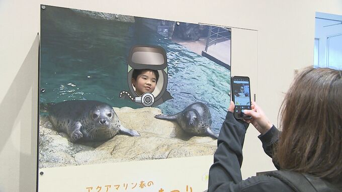 アクアマリンふくしまで「春のアザラシまつり」オリジナルクッキーのプレゼントも　福島・いわき市|TBS NEWS DIG