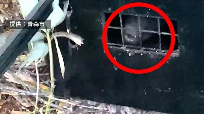 青森・八甲田でクマ1頭を捕獲　体長1.4ｍの「ツキノワグマ」国道103号八甲田ホテル入口から30ｍ南下した付近に設置の罠で　周辺に別のクマもいる可能性　近寄らないで！　|　青森のニュース│ATV NEWS│青森テレビ