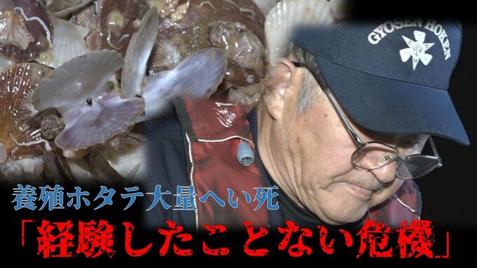 「経験したことない。ホタテ産業存続できるのか…」『養殖ホタテ』大量死で漁業者に募る不安　お歳暮で年末年始に需要期も『中国禁輸措置』も重なりスーパーも危機感「なんとか仕入れて少しでもお客様に」　|　青森のニュース│ATV NEWS│青森テレビ