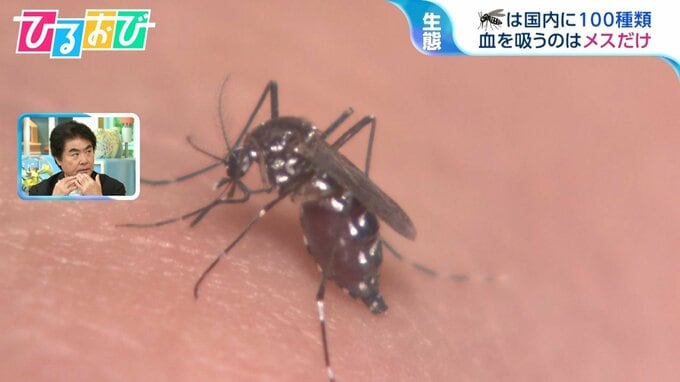「最後まで血を吸わせた方が、かゆくならない！？」涼しくなって増えた『蚊』の生態を研究者に聞く　足のニオイとの関係や叩くときのコツも【ひるおび】|TBS NEWS DIG