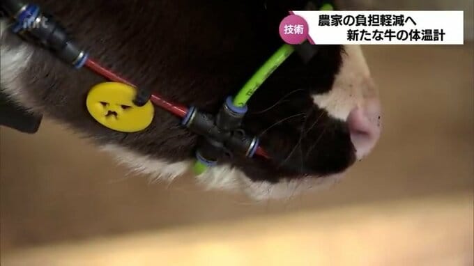 農家の負担軽減へ　都城市の酪農家が開発　舌で測る牛の自動体温計測器　24時間計測が可能　|　MRTニュース ｜ ＭＲＴ宮崎放送