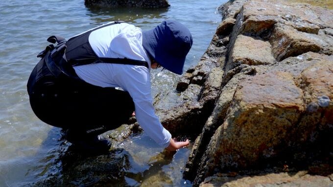 「生き物観察」で海を楽しもう　秋の浜辺でテッポウエビやガザミなど小さな生き物たちを見つけるコツは？|TBS NEWS DIG