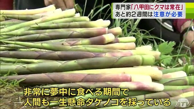 「人とクマとがタケノコの奪い合いをしている中で衝突」専門家が警鐘　6月のオスのクマは『危険』　食性が変わるまでは注意必要　青森市で80代女性がクマに襲われ死亡「八甲田にクマは常在している」　|　青森のニュース│ATV NEWS│青森テレビ