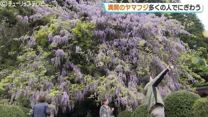 鮮やかな美しさ「ヤマフジ」薄紫色の花が満開  今年は花が多く群を抜いてきれい 氷見・磯部神社　|　富山のニュース｜天気・防災｜チューリップテレビ
