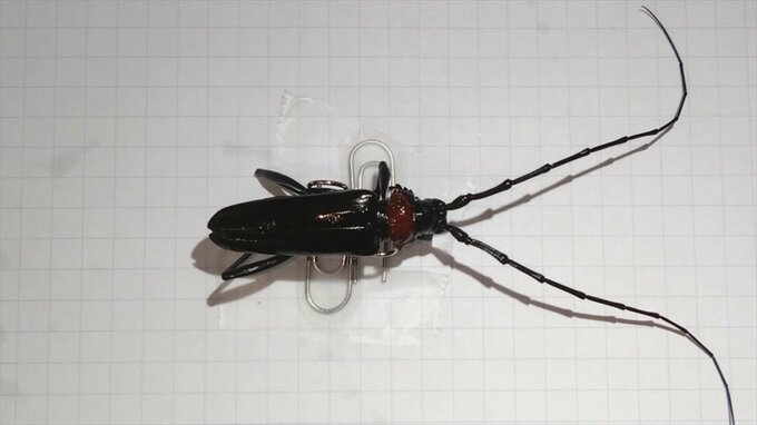 果樹を食い荒らす特定外来生物「クビアカツヤカミキリ」　県内で初確認　発見したら駆除し林務環境事務所などに連絡を　山梨　|　山梨のニュース | ＵＴＹテレビ山梨