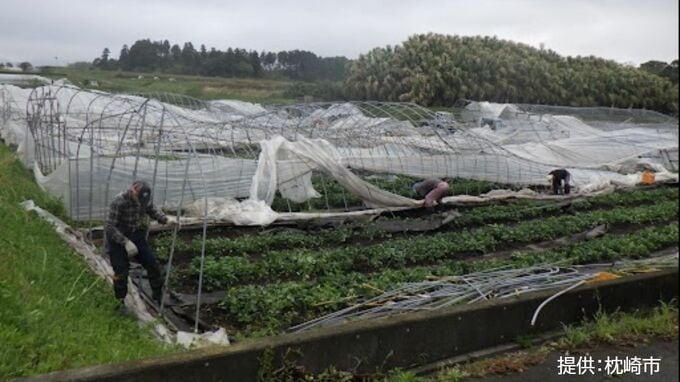 ビニールハウス17棟倒壊　突風か?気象庁が現地調査へ　31日未明に20.7mの最大瞬間風速　鹿児島・枕崎市|TBS NEWS DIG