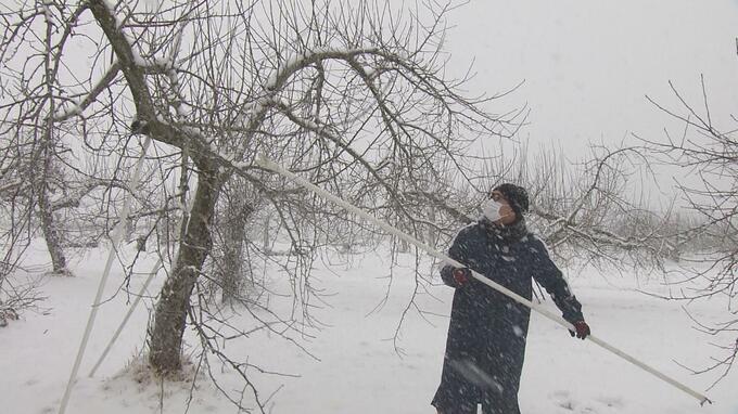 「枝が折れたら何もできない」果樹農家も大雪警戒　枝に積もった雪おろし　福島|TBS NEWS DIG