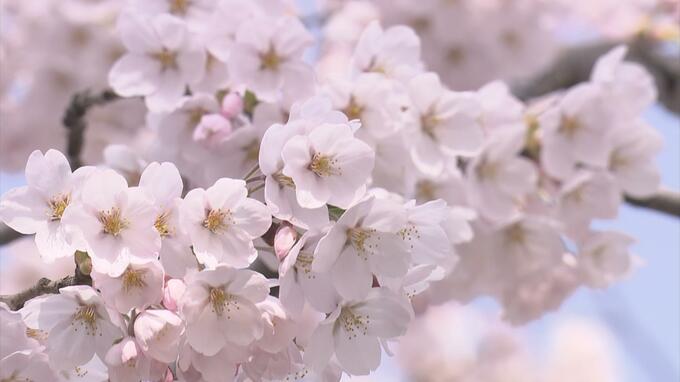 2024年最初の「サクラの開花予想」を発表　全国的に平年より早くなる見込み　開花のトップは福岡・高知で3月19日　20日には熊本や東京などでも開花か　　|　青森のニュース│ATV NEWS│青森テレビ