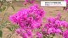 宮崎市青島の植物園で子どもたちがブーゲンビリアの木を植える　宮交グループの創立100周年を記念　|　MRTニュース ｜ ＭＲＴ宮崎放送
