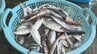 "未利用魚"を物価高に苦しむ福祉施設に寄付 水揚げされた未利用魚をLINEで共有 給食費を抑える助けに＝静岡・熱海市【SDGs】　|　静岡のニュース | SBSNEWS | 静岡放送
