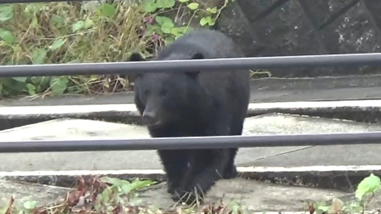 クマが目の前に現れた…叫ぶ警察、逃げるカメラマン あっという間に