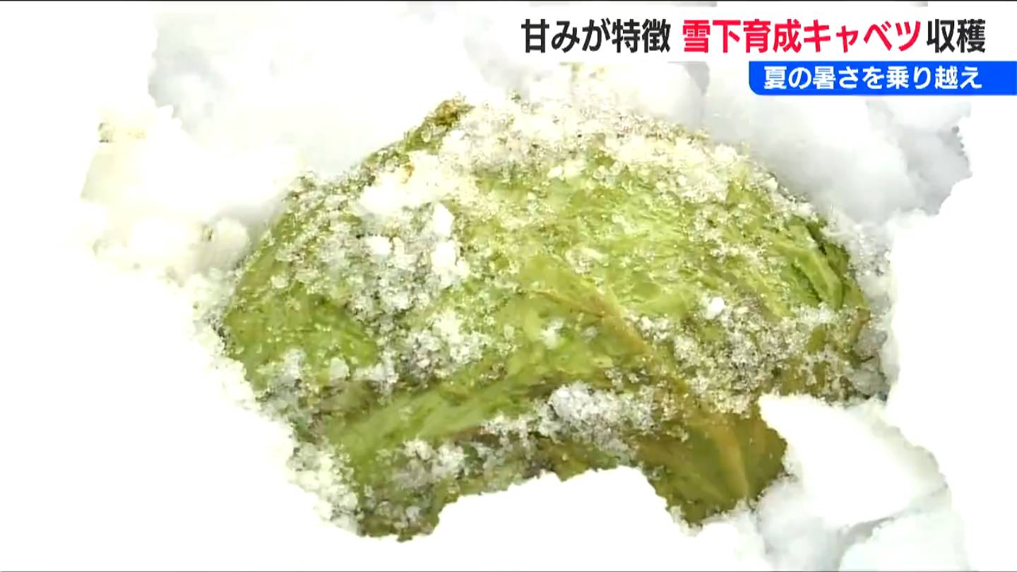 夏の暑さを乗り越えた“雪下育成”で糖分を蓄えた『キャベツ』は