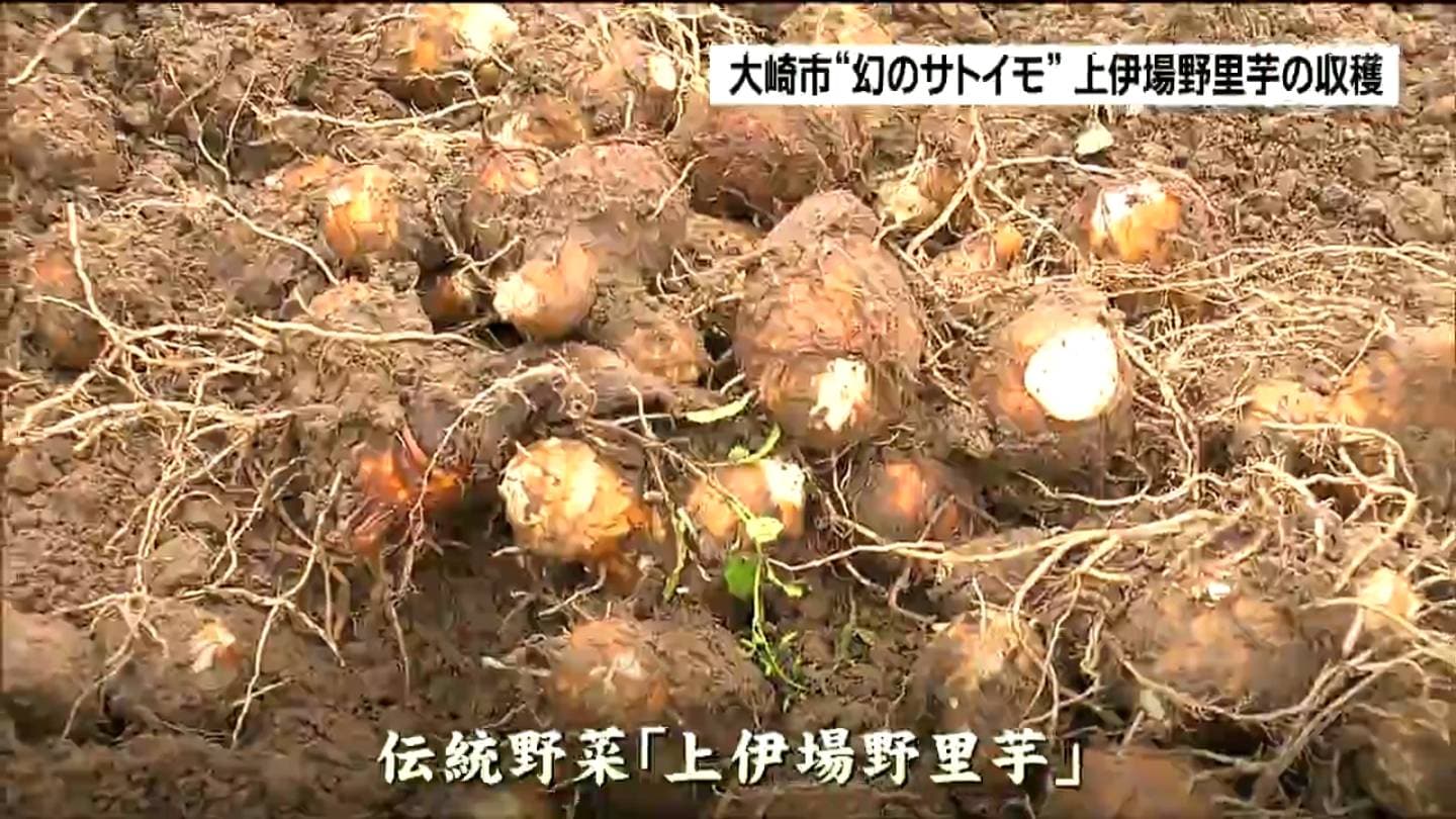 幻のサトイモ』と呼ばれる上伊場野里芋 幻と言われるゆえんとは 宮城