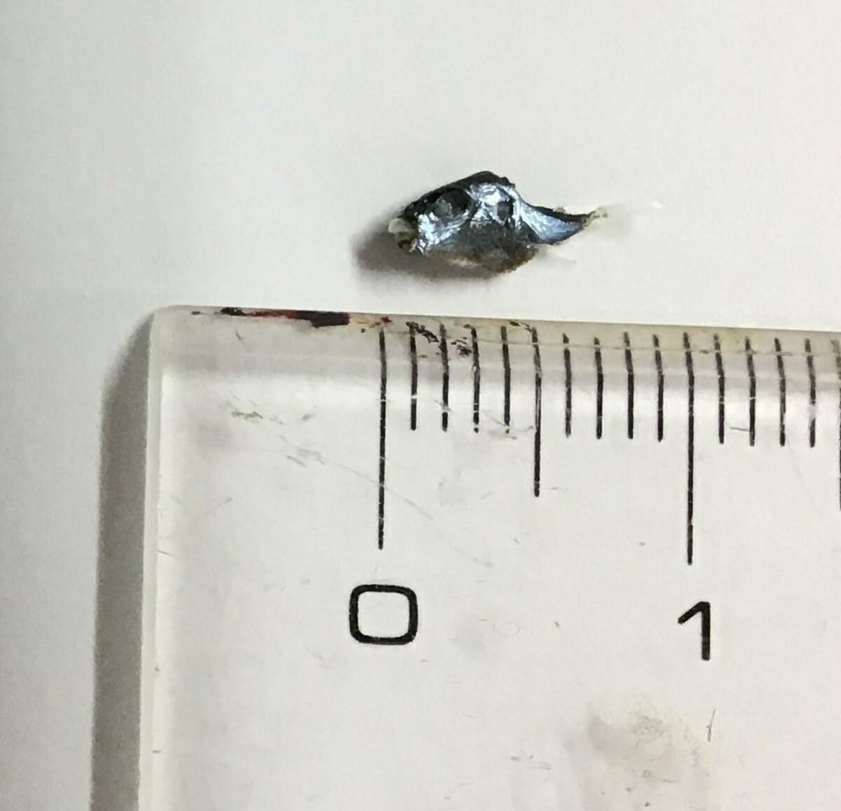 シラス干し」パックに”フグの稚魚”混入か 佐賀県「絶対に食べないで