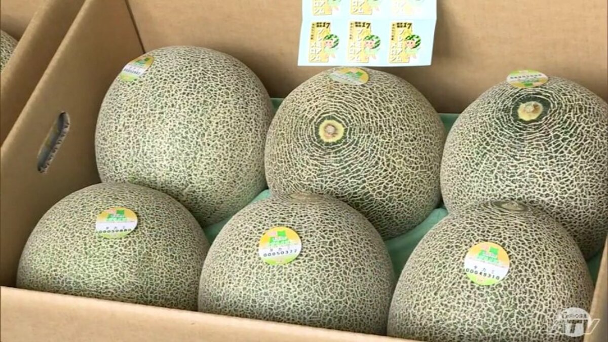 全国へ！つがるブランドメロン出荷 消費拡大でスイーツフェアも開催
