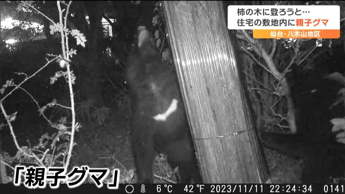 カメラがとらえた住宅敷地の「親子グマ」枝に付いた実を食べさせる姿が