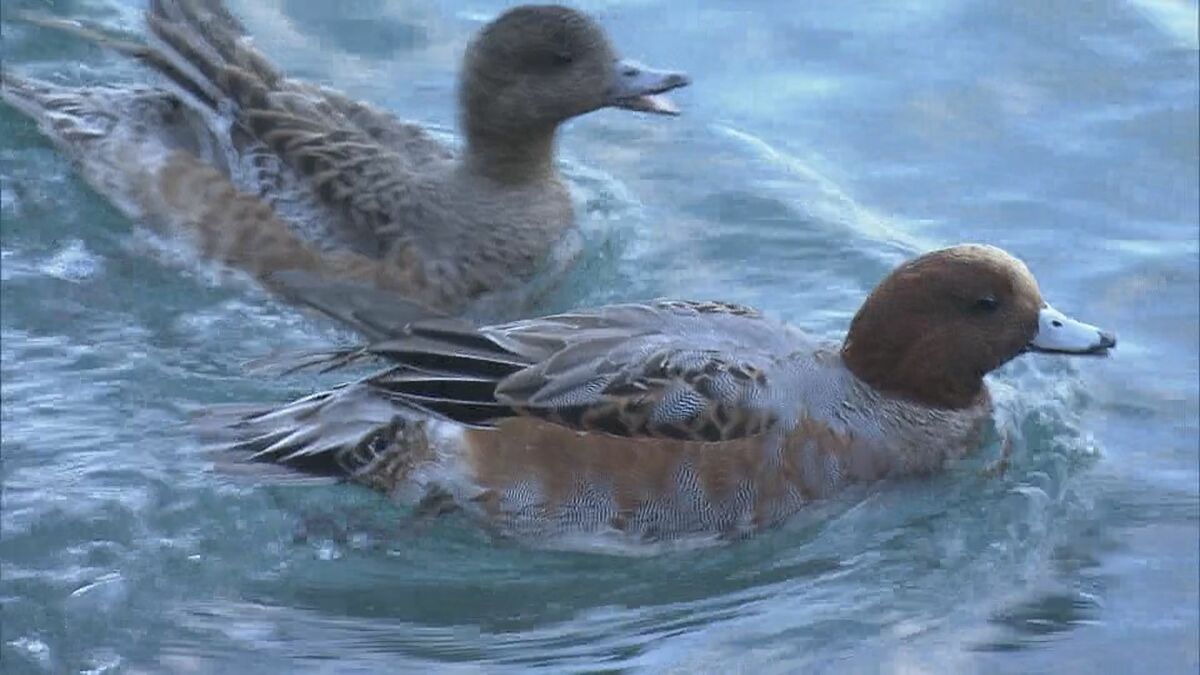 渡り鳥｢ヒドリガモ｣シベリアから越冬のため飛来 パートナー見つけ来年春には繁殖地ユーラシア大陸へ 三重･紀北町