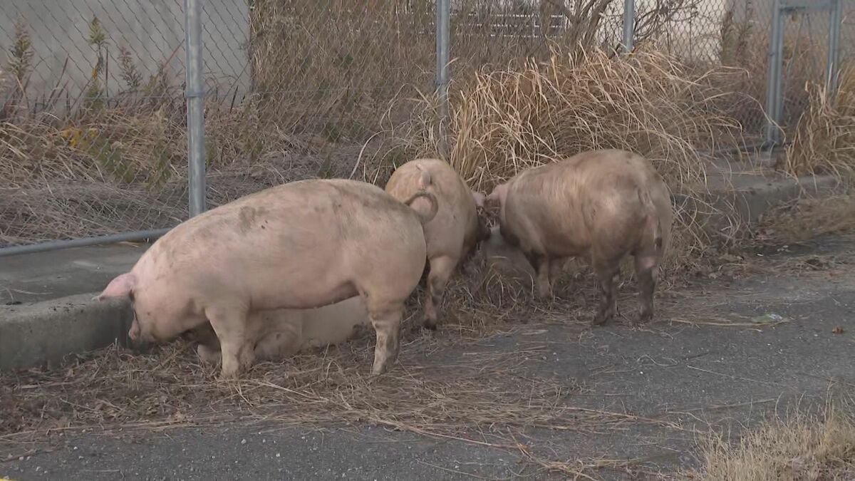 ｢ブタが道路にいる｣ 国道に少なくとも14頭が逃げ出す 一時通行止め  一般道に逃げたブタも… 愛知･西尾市の国道23号