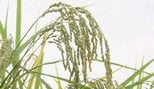 「全国的に余っている」今年の新米は安くなる？消費者にとってはありがたいが「体力ない農家はやめるしかない」農家に迫る“廃業”の危機　|　宮城のニュース│tbc NEWS│tbc東北放送