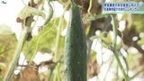 120人が集まり未来を模索 野菜の生産拡大へ初のシンポジウム 先進事例も学ぶ 岩手|TBS NEWS DIG