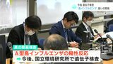 高知市で衰弱したハヤブサの幼鳥見つかる 簡易検査でA型鳥インフルエンザの陽性反応 遺伝子検査で陽性なら感染が確定 | 高知のニュース・天気|KUTV NEWS | KUTVテレビ高知