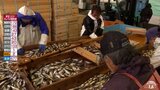 冬の味覚「ハタハタ」荒天とともに豊漁に 例年より1週間遅い初漁に活気づく 青森・鰺ヶ沢漁港 |TBS NEWS DIG