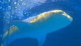 来館者に6年間愛されたジンベエザメ“10代目ユウユウ”お別れ あす18日から11代目にバトン かごしま水族館|TBS NEWS DIG