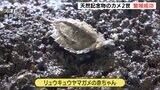 絶滅危惧種の「リュウキュウヤマガメ」国内初の2世繁殖に成功=静岡県河津町　|　静岡のニュース | SBSNEWS | 静岡放送