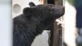 釜石市役所前にクマ 建物のガレージ内にうずくまる 岩手|TBS NEWS DIG