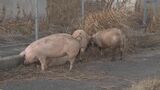 「ブタが道路にいる」 国道に14頭が逃げ出す 一時通行止め 一般道に逃げたブタも… 愛知・西尾市の国道23号|TBS NEWS DIG