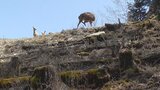 野生シカ今後10年で半減へ 山梨県の計画 | 山梨のニュース | UTYテレビ山梨