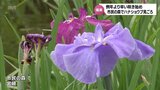約160種20万本のハナショウブ 例年より1週間ほど早く咲き始める 宮崎市の市民の森「はなしょうぶ園」 | MRTニュース | MRT宮崎放送