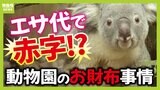 コアラのエサ代は年間1,000万円!?でも入園料収入は費用の6割...公営動物園の『お財布事情』「推し」動物への寄付にグッズを展開する園も|TBS NEWS DIG