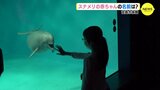 宮島水族館　スナメリの赤ちゃんの名前は？　名付け親は小学４年生　|　RCC NEWS | 広島ニュース | RCC中国放送