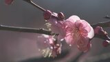 春はもうすぐそこまで! 1000本のウメが三分咲き 甲斐市・梅の里 | 山梨のニュース | UTYテレビ山梨