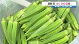 ねばねばで美味しい 夏野菜オクラの収穫始まる 熊本県菊陽町 | 熊本のニュース|RKK NEWS|RKK熊本放送