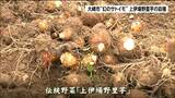 『幻のサトイモ』と呼ばれる上伊場野里芋 幻と言われるゆえんとは 宮城・大崎市|TBS NEWS DIG