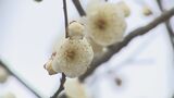 風に揺れてほのかに甘い香りも～早咲きのウメ　|　山口のニュース・天気・防災｜tys NEWS｜ｔｙｓテレビ山口