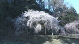 約1200年前に持統天皇が手植えした言い伝えも　愛知・岡崎市でしだれ桜が見頃を迎える|TBS NEWS DIG