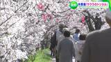 【サクラだより】井原市の小田川沿いの井原堤でおよそ800本のソメイヨシノが満開 桜のトンネルを堪能【岡山】|TBS NEWS DIG