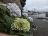 【速報】四国地方が梅雨入り 平年より3日早く、去年より16日遅い(高松地方気象台発表) | 高知のニュース・天気|KUTV NEWS | KUTVテレビ高知