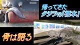 「海洋事故の歴史を物語るたった一つの標本」タンカーに引っかかった状態で見つかったクジラの死骸 骨格標本になり展示始まる【岡山・倉敷市】|TBS NEWS DIG