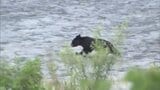 福島市街地でクマの目撃相次ぐ 川沿いを移動、親と離れた“子グマ”か 福島 | 福島のニュース│TUF