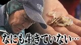 「漁師で生活できなくなる…」ホタテ大量死の現場　稚貝がほぼ全滅のところも…　漁師からは“悲痛な叫び”　水揚げ量の減少で店頭価格も上昇　「買えない」買い物客から本音ポロリ　販売スペース縮小のスーパーも　|　青森のニュース│ATV NEWS│青森テレビ