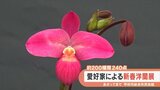 240点の洋蘭が魅せる　栽培に苦労も　愛好家による新春洋蘭展　|　山梨のニュース | ＵＴＹテレビ山梨