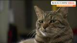 「壁から音がするぶち抜いてみると子ネコがいる」野良猫かどうか“聞き込み”まで行う「地域猫活動」とは？メンバーが守りたいのは「ネコ」だけじゃない　|　宮城のニュース│tbc NEWS│tbc東北放送