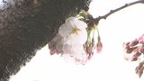 盛岡地方気象台がサクラの開花を発表 2024年より4日遅く、平年より2日早い開花 岩手|TBS NEWS DIG